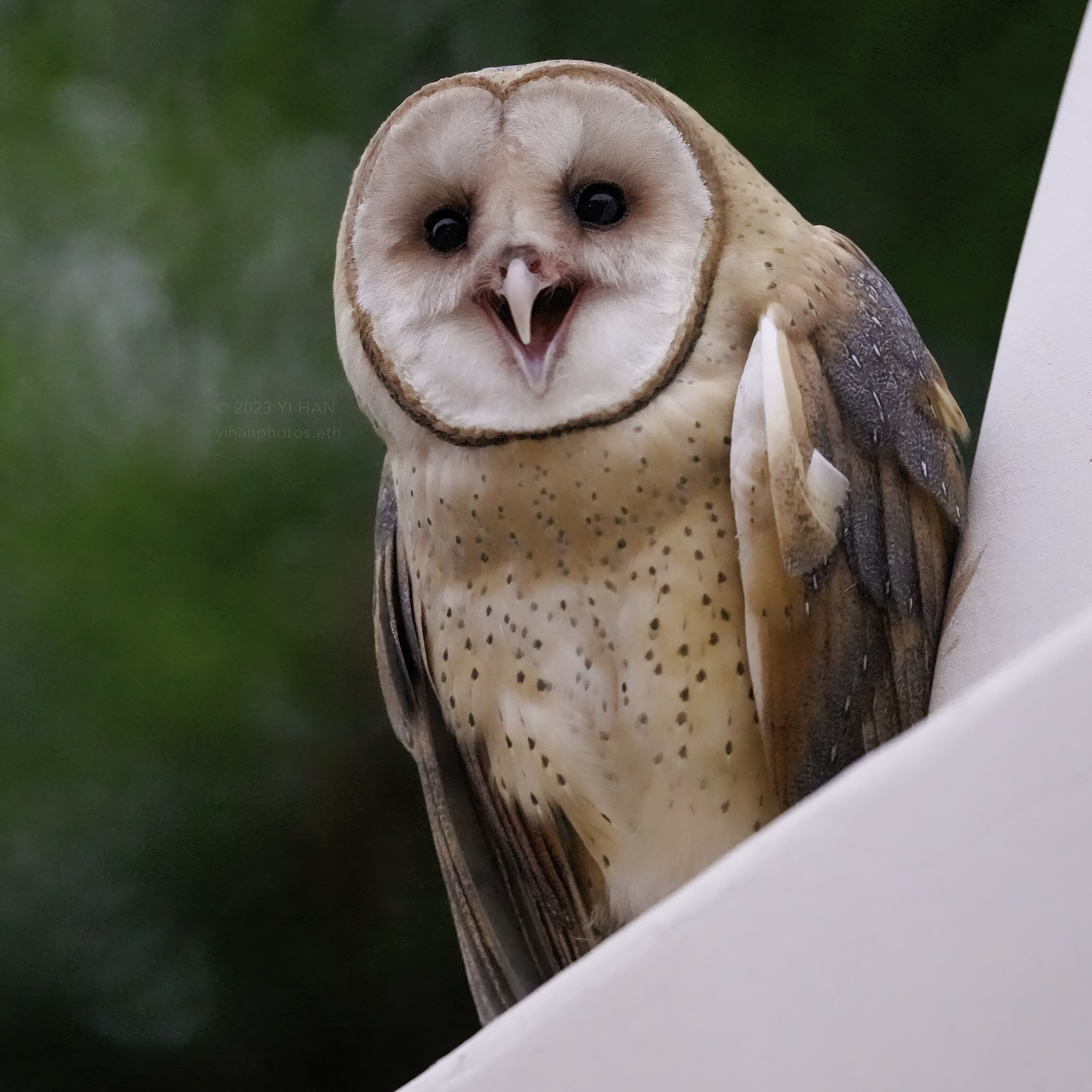 barn owl_4